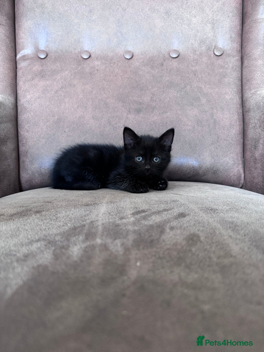 Mixed Breed cats for sale: 5 super cute kittens  - Image 27