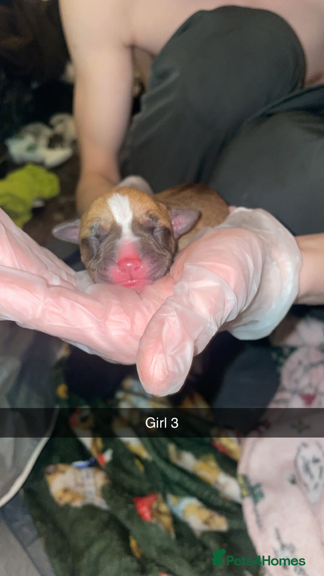 Mixed Breed dogs for sale: American bully x American bulldog puppies - Advert 7