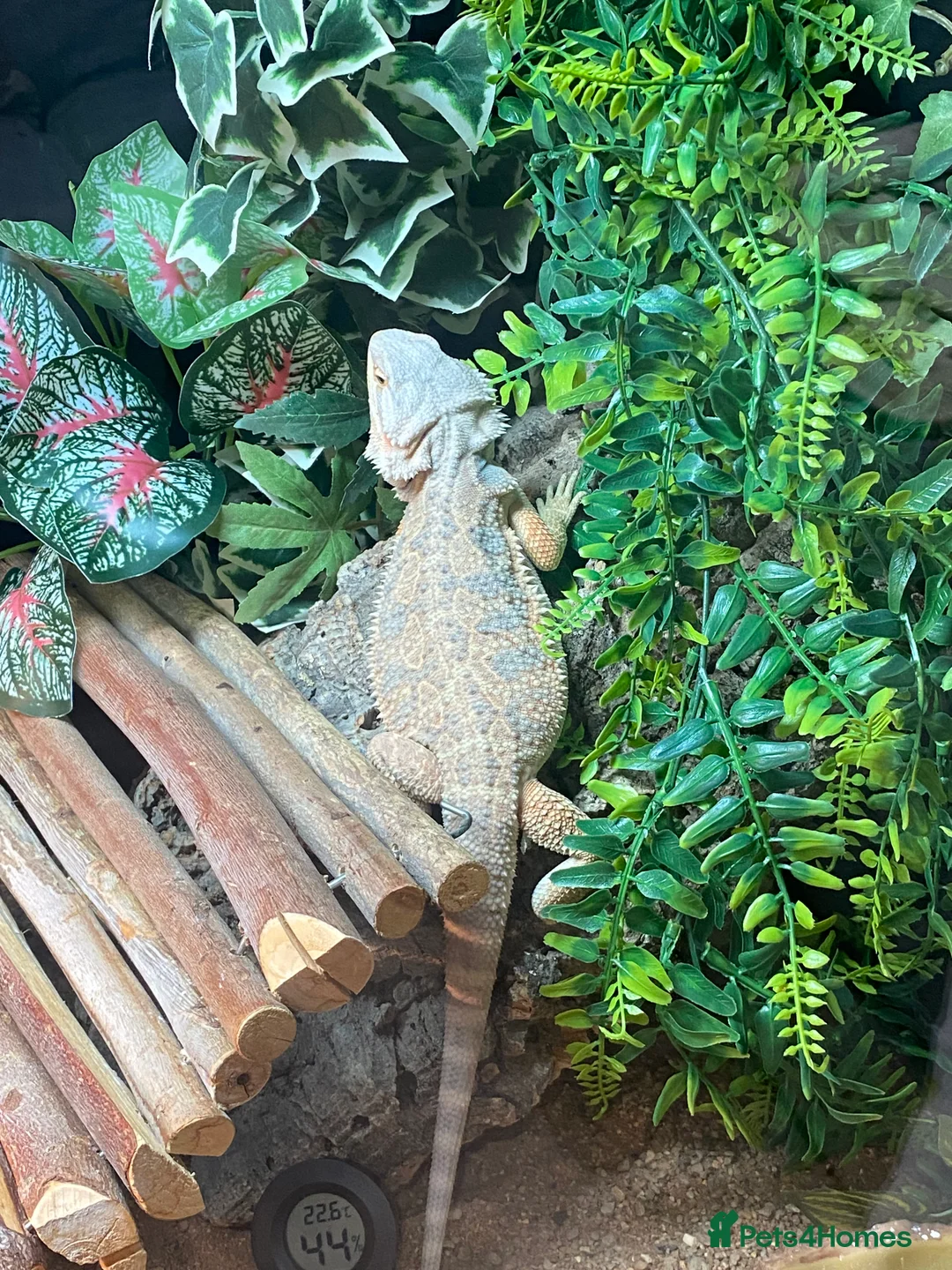 Bearded Dragon reptiles for sale: Bearded dragon (Falkhor) + full set up in Thatcham - Advert 15