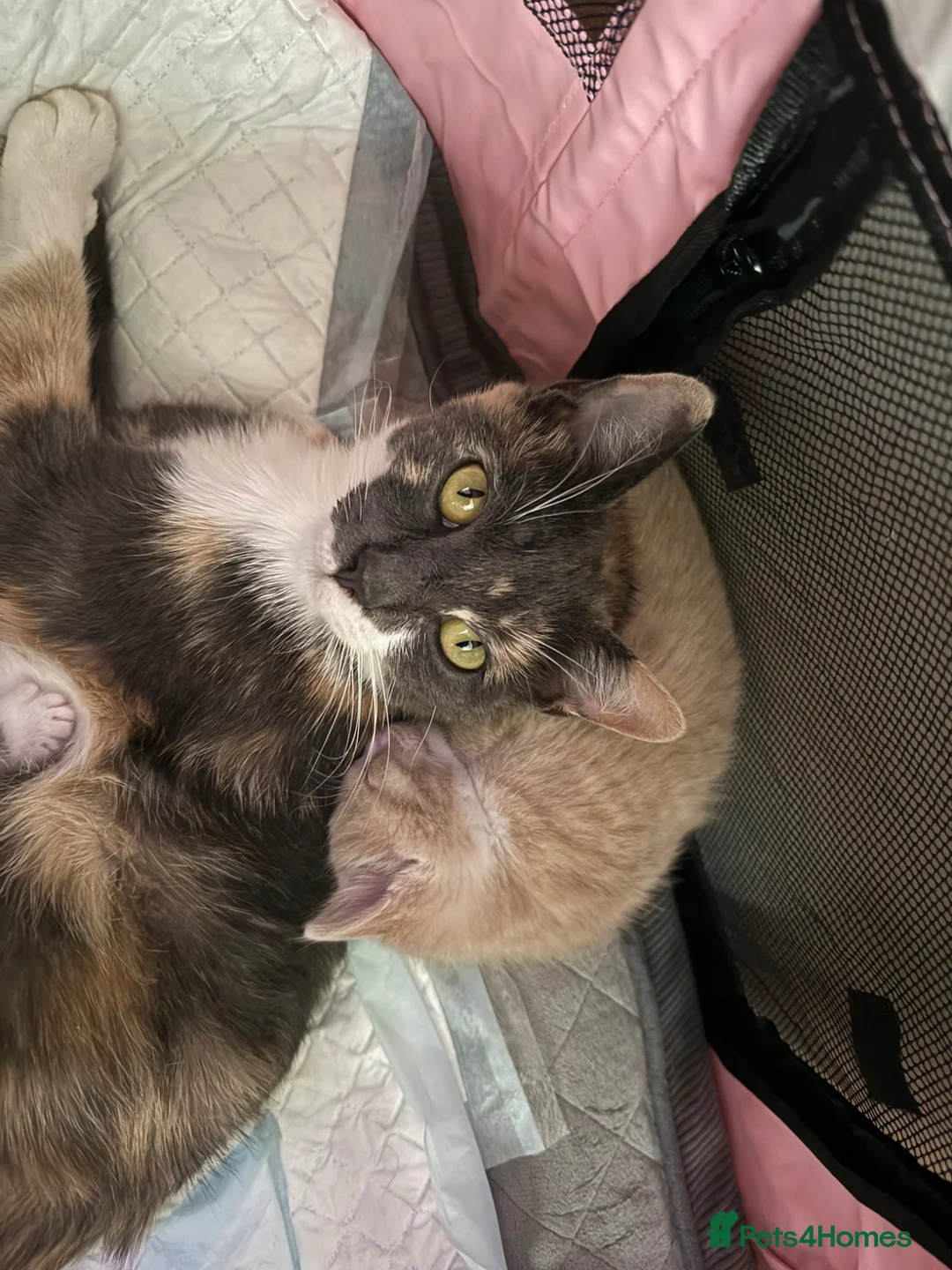 Mixed Breed cats for sale: Five mixed breed - Advert 2