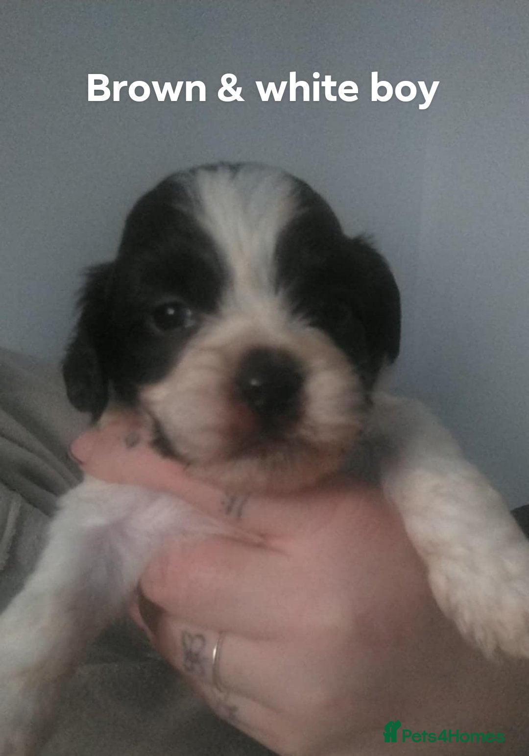 Mixed Breed dogs for sale: Cocker-zu  - Advert 4