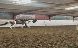 Holstein horses for sale: Fantastic veteran family horse  - Advert 1