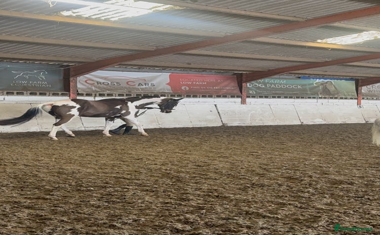 Holstein horses Fantastic veteran family horse  - Advert 5