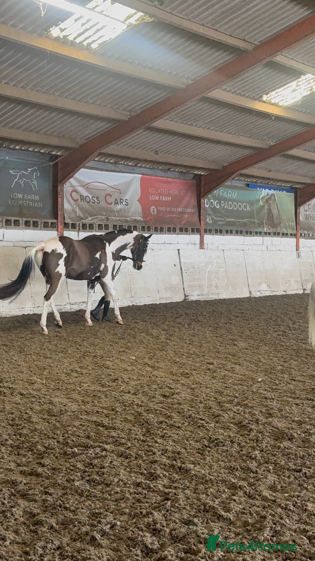 Holstein horses for sale: Fantastic veteran family horse  - Advert 1