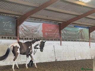 Holstein horses Fantastic veteran family horse - Advert 13