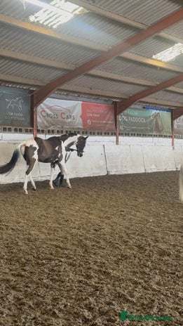 Holstein horses Fantastic veteran family horse - Advert 1