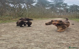 Cocker Spaniel dogs for sale: Show type x working cocker spaniel puppies - Image 14