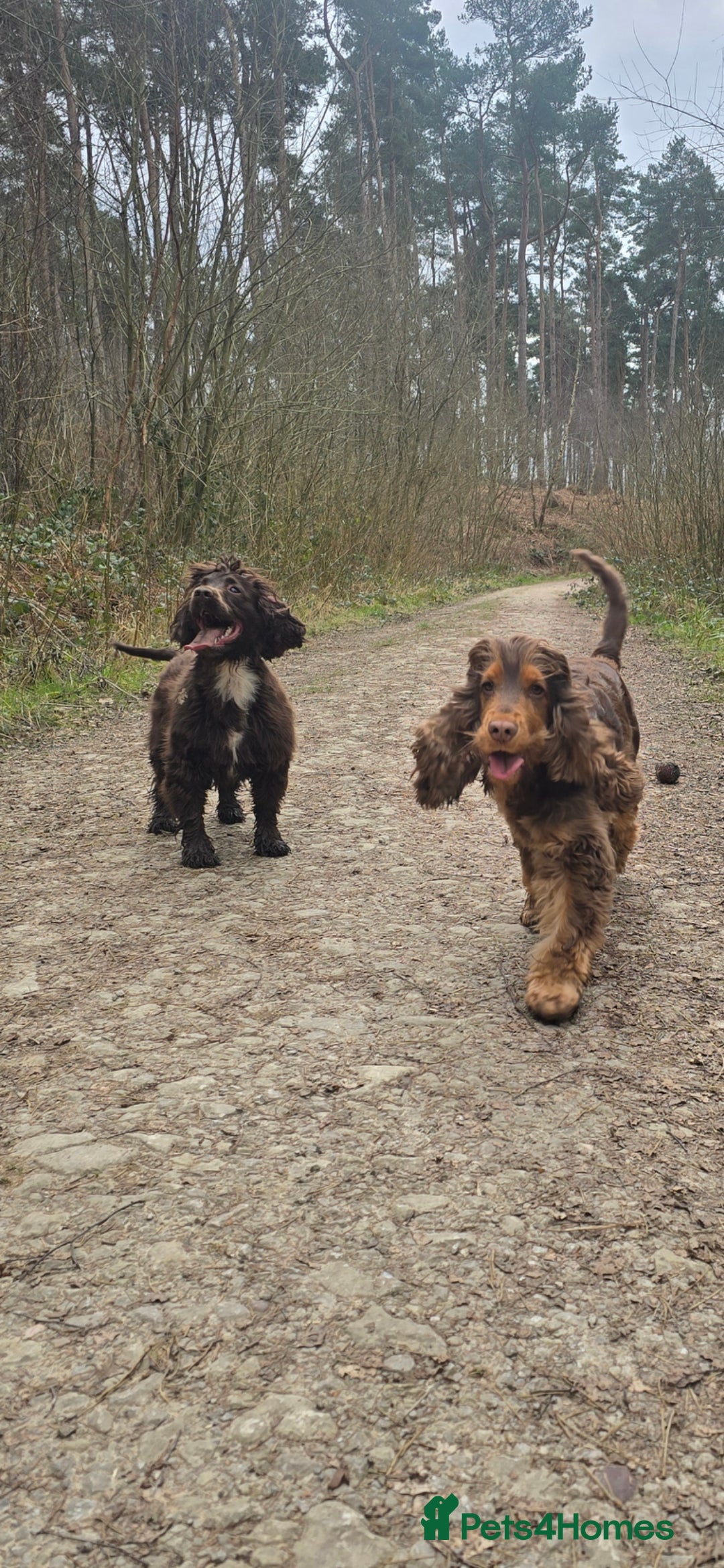 Cocker Spaniel dogs for sale: Show type x working cocker spaniel puppies - Image 14
