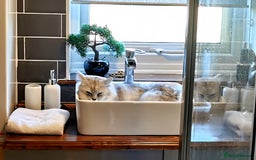 Persian cats for stud: ❤️SILVER PERSIAN CHINCHILLA ADORABLE FOR STUD❤️ in Grimsby - Image 3