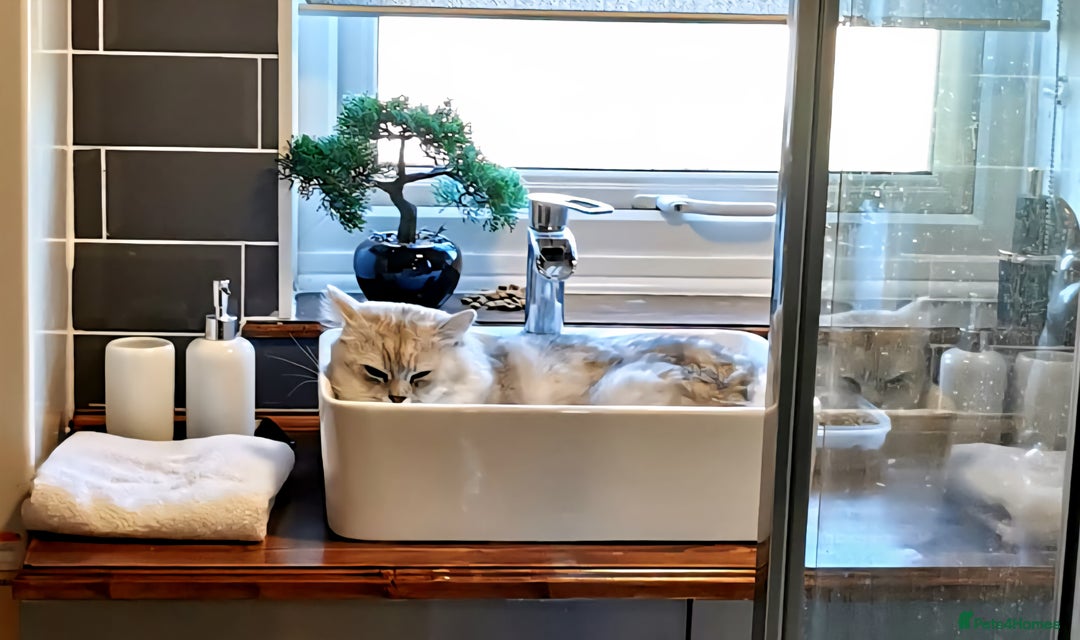 Persian cats for stud: ❤️SILVER PERSIAN CHINCHILLA ADORABLE FOR STUD❤️ in Grimsby - Image 3
