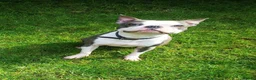 Boston Terrier dogs for stud: Boston Terrier Stud in Fleet - Advert 2