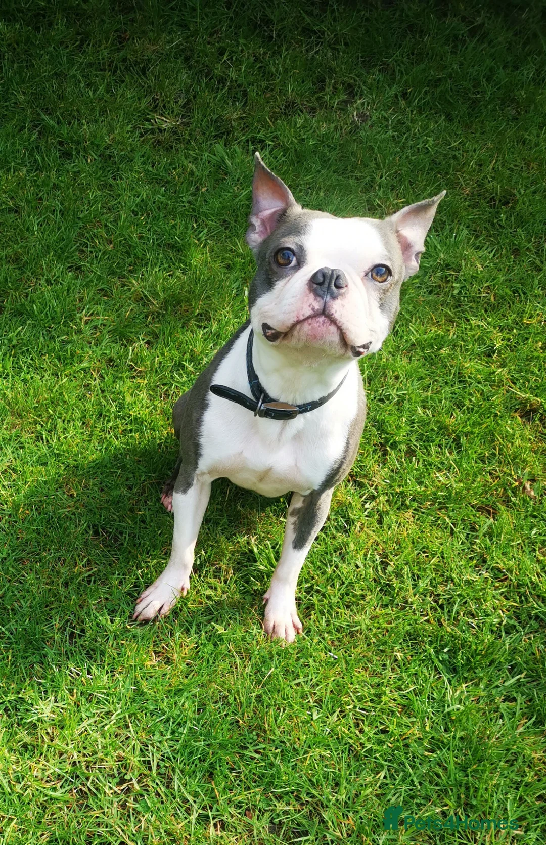 Boston Terrier dogs for stud: Boston Terrier Stud in Fleet - Advert 2