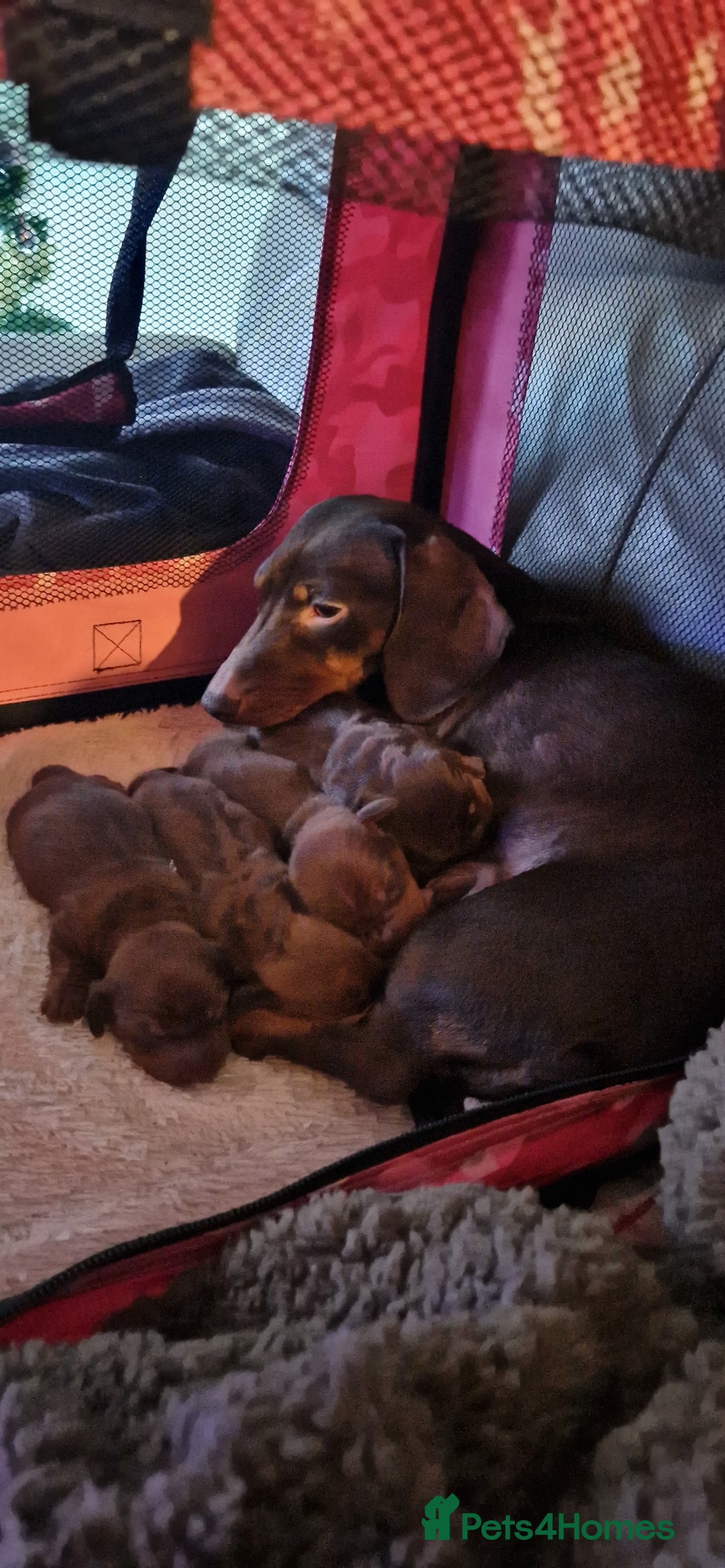 Miniature Dachshund dogs for sale: Miniature dachshund  - Advert 5