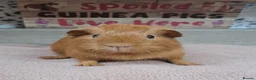 Guinea Pig rodents for sale: Female Guinea Pigs - Leeds collection - Advert 4