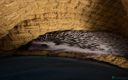 Mixed Breed reptiles for sale: African Pygmy Hedgehog  - Image 4
