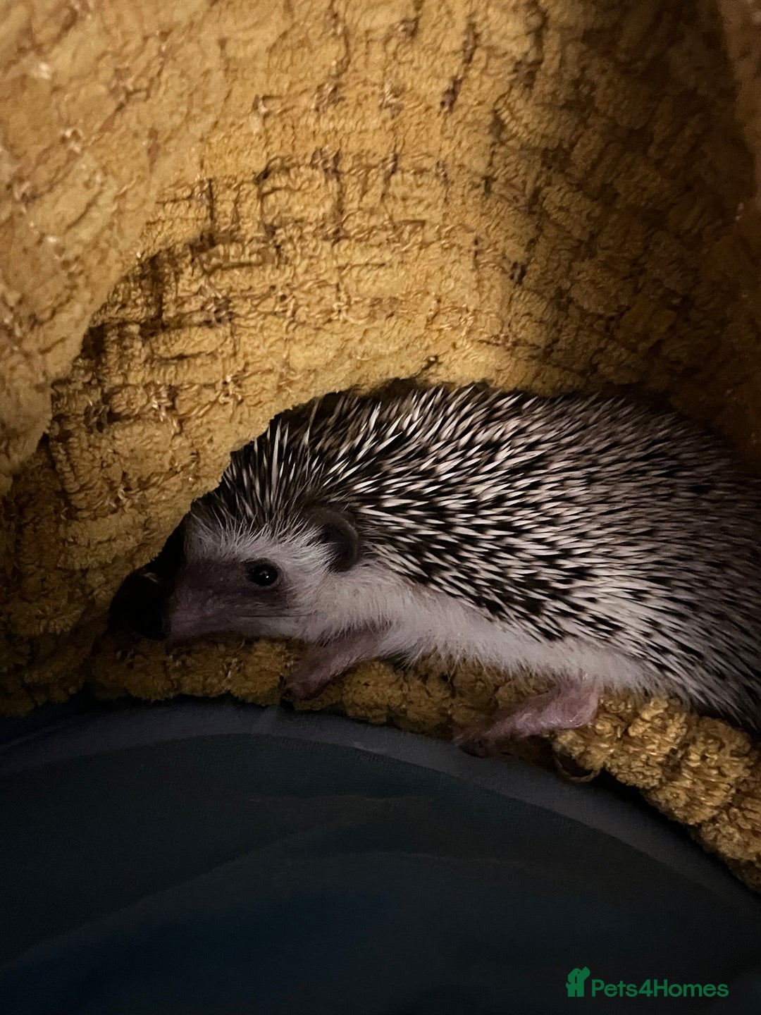 Mixed Breed reptiles for sale: African Pygmy Hedgehog  - Image 4