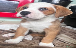Mixed Breed dogs for sale: American Bulldog X Bernese mountain Dogs  - Image 24