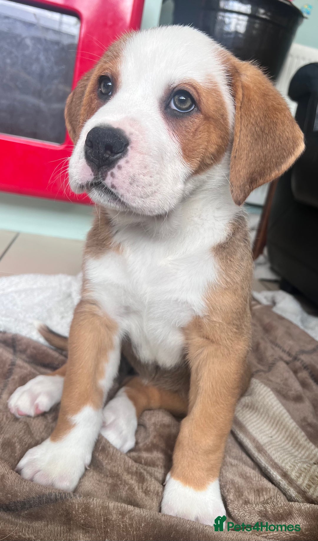 Mixed Breed dogs for sale: American Bulldog X Bernese mountain Dogs  - Image 24