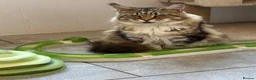 Maine Coon cats for sale: Ex Maine coon queen - Advert 3