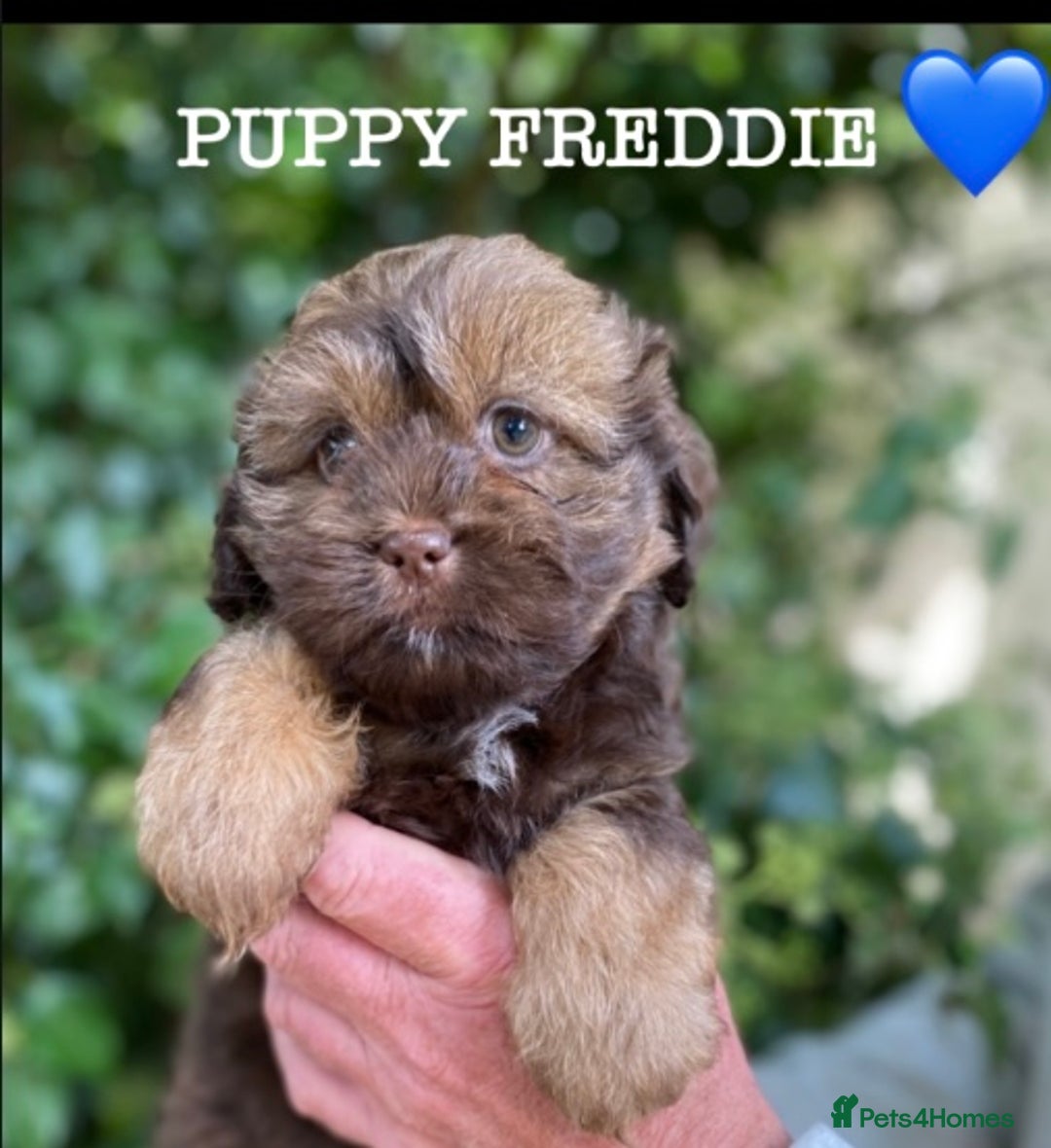 Shih Tzu dogs for sale: 🌟OUTSTANDING MALSHIPOO LITTER🌟Ready from 4/10/25 - Image 7