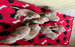 Labrador Retriever dogs for sale: Lovely litter of 7 fox red KC reg labrador puppies - Image 3