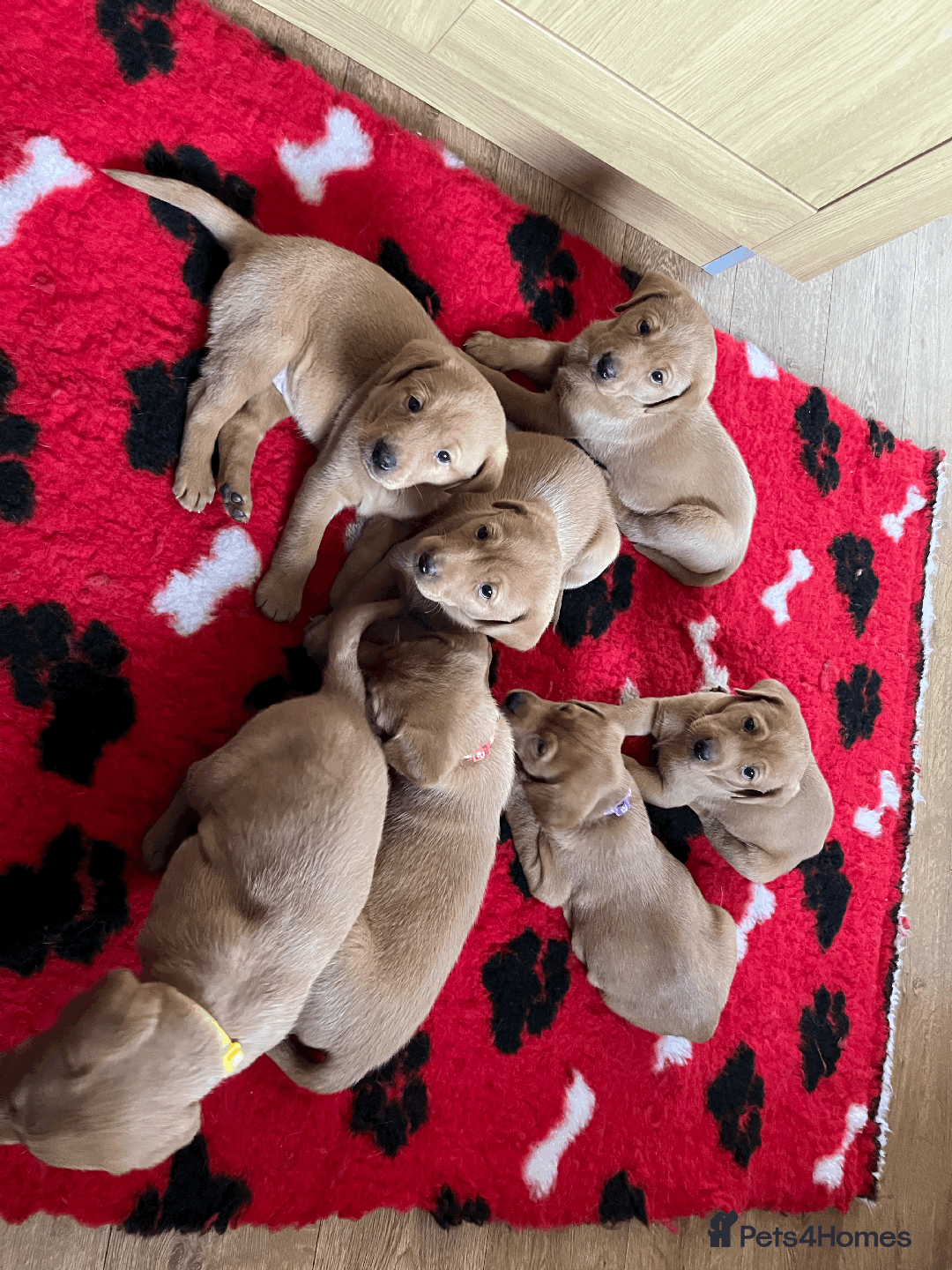 Labrador Retriever dogs for sale: Lovely litter of 7 fox red KC reg labrador puppies - Image 3