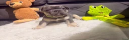 French Bulldog dogs for sale: 🐾Outstanding litter of 6 💙💖 - Advert 32