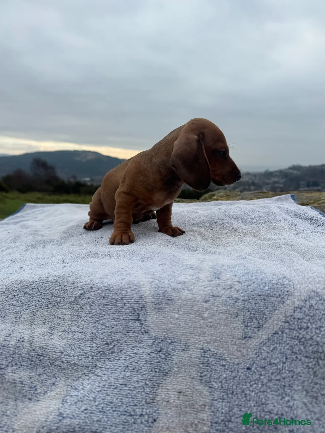 Miniature Dachshund dogs for sale: Last 3 beautiful girls from litter of 7 - Advert 5