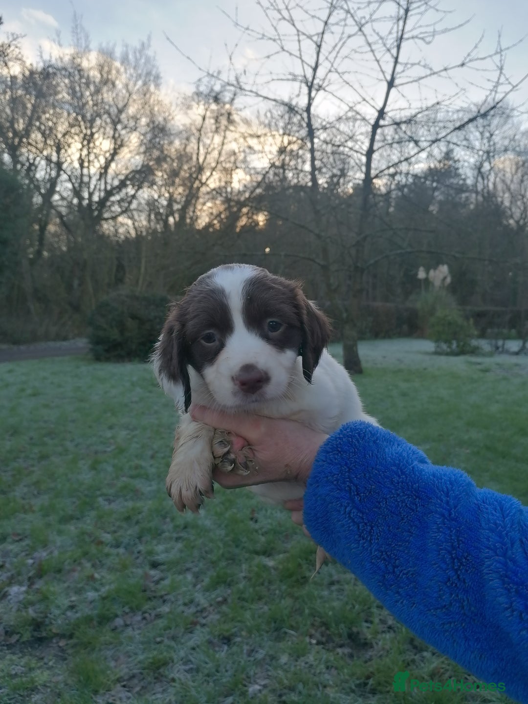 English Springer Spaniel dogs for sale: Beautiful English springer spaniel puppies  - Advert 9