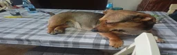 Mixed Breed dogs for adoption: 💛BELLA – The Little Street Dog Who Chose To Trust in Nottingham - Advert 35