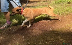 Mixed Breed dogs for adoption: Pony - Norwich Norfolk  - Image 11