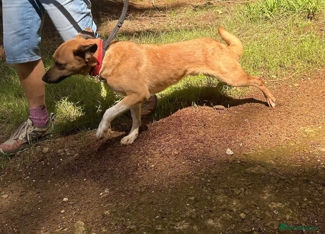 Mixed Breed dogs for adoption: Pony - Norwich Norfolk  - Image 11