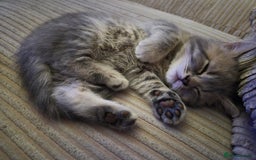 British Shorthair cats for sale: Beautiful British Shorthair girls – Ready Now! - Image 23