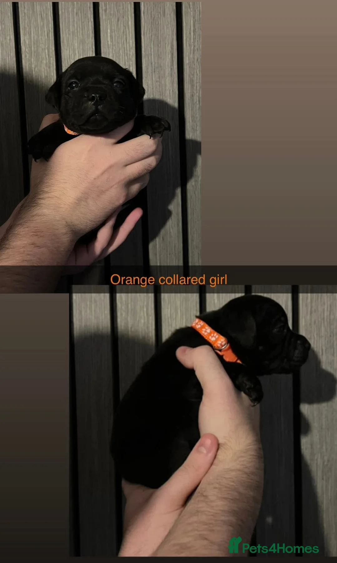 Staffordshire Bull Terrier dogs for stud: BLACK, Health tested kc registered STAFFORD STUD - Advert 15