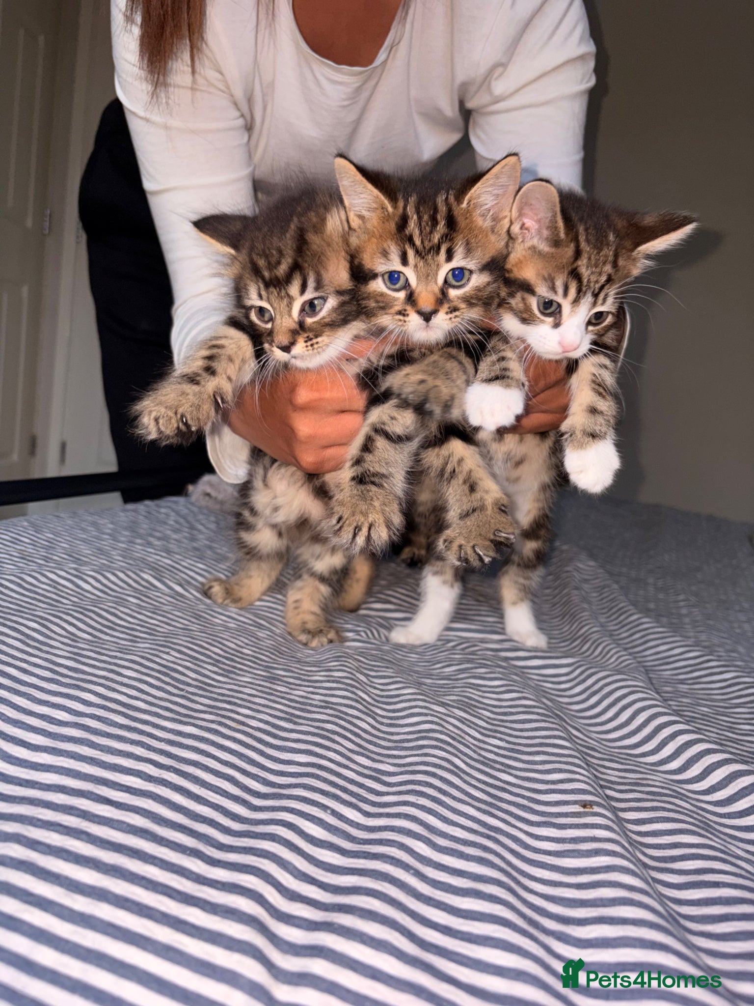 Mixed Breed cats for sale: Kittens for sale. - Advert 4