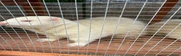 Ferret rodents for sale: 2x male ferrets  - Advert 3