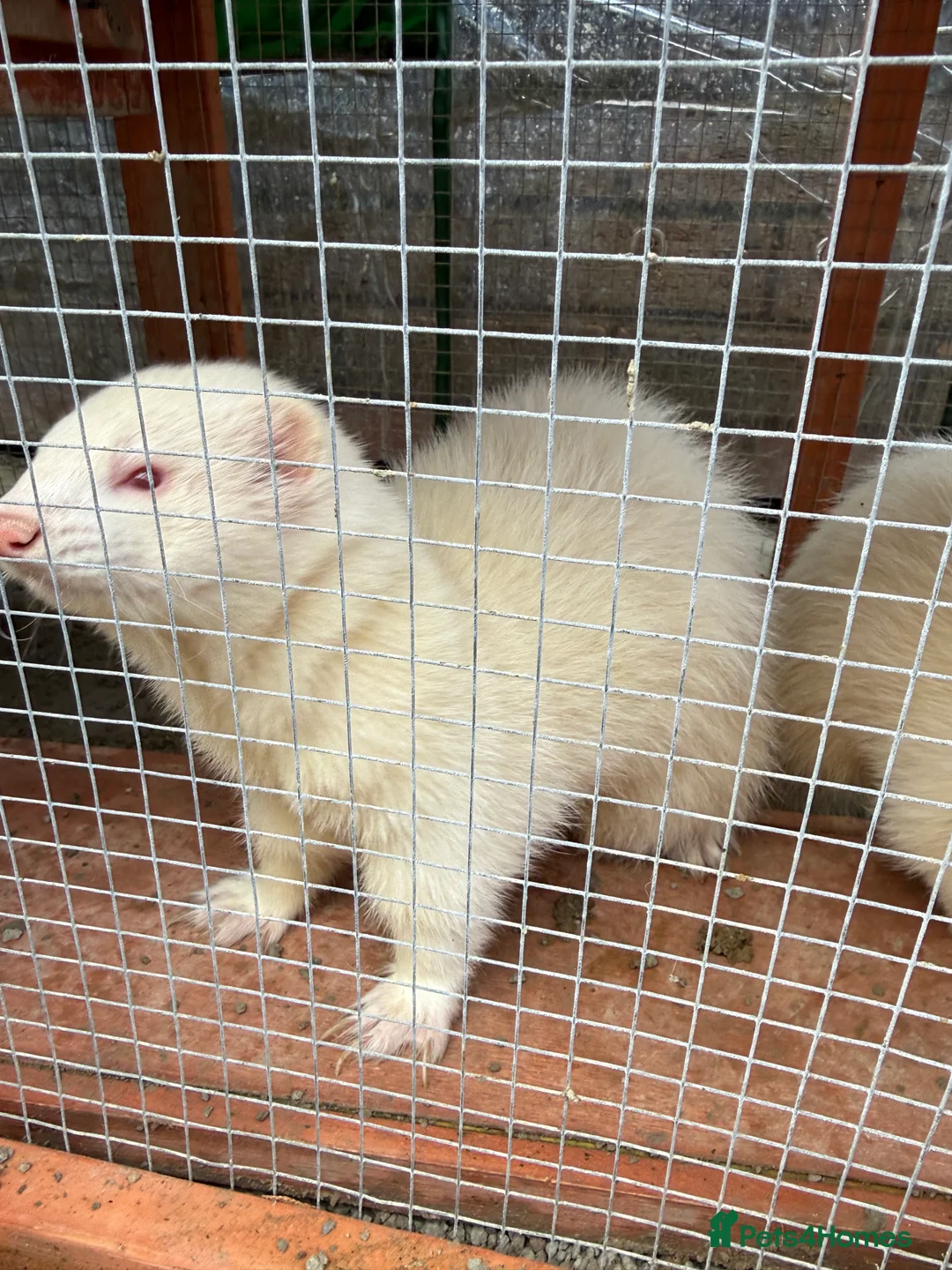 Ferret rodents for sale: 2x male ferrets  - Advert 3