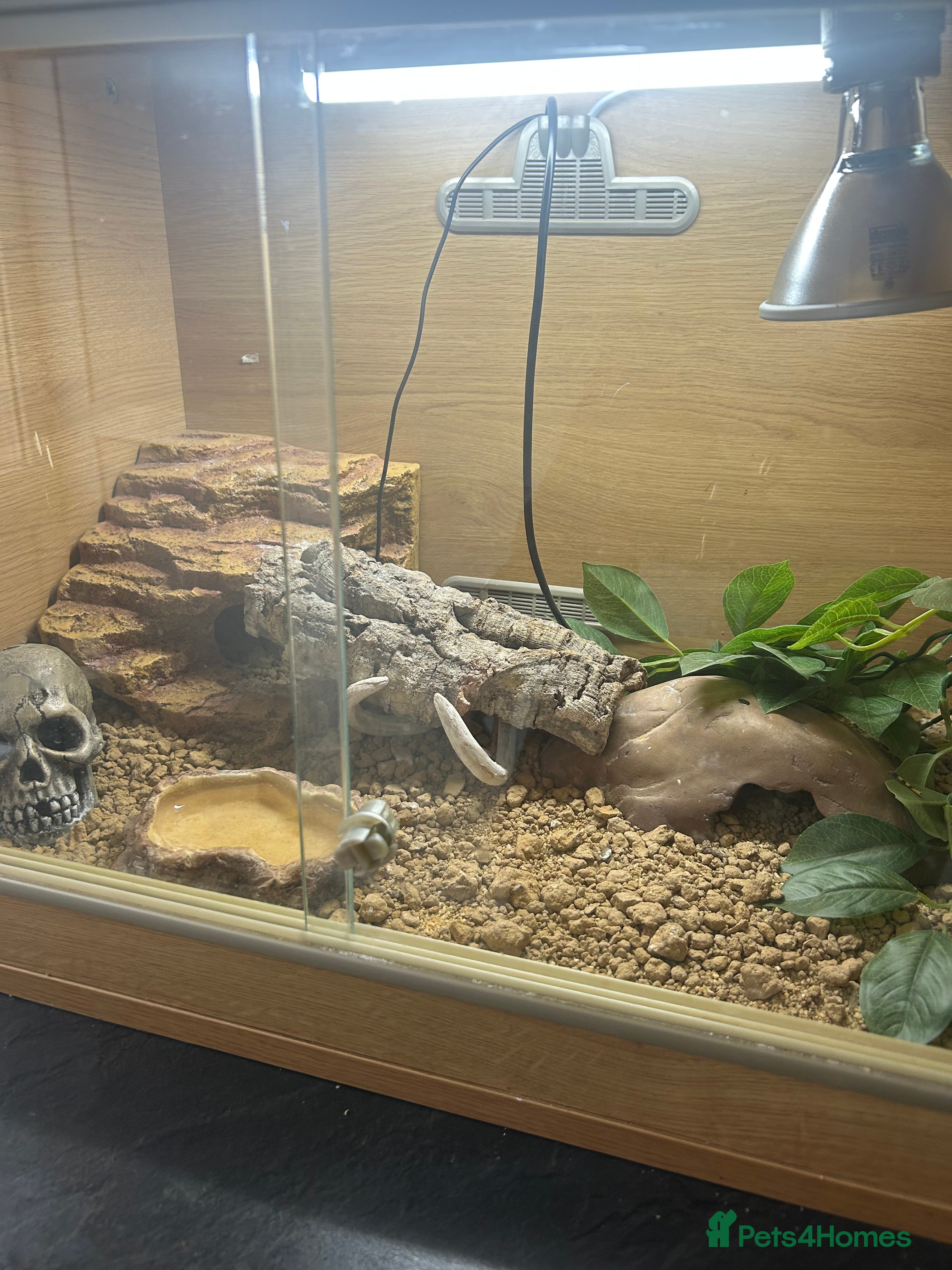 Leopard Gecko reptiles Leopard gecko for sale with full set up  - Advert 16