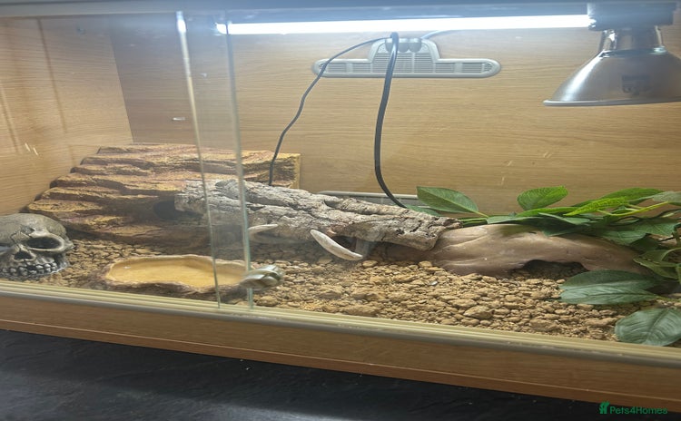 Leopard Gecko reptiles - Advert 1