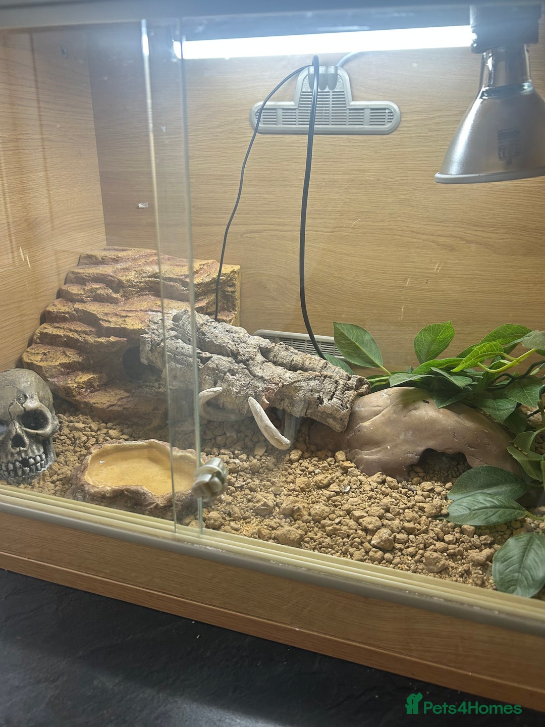 Leopard Gecko reptiles for sale: Leopard gecko for sale with full set up  - Image 1