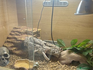 Leopard Gecko reptiles - Advert 3