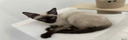 Siamese cats for sale: Neutered Siamese Looking for A Loving Home - Advert 4