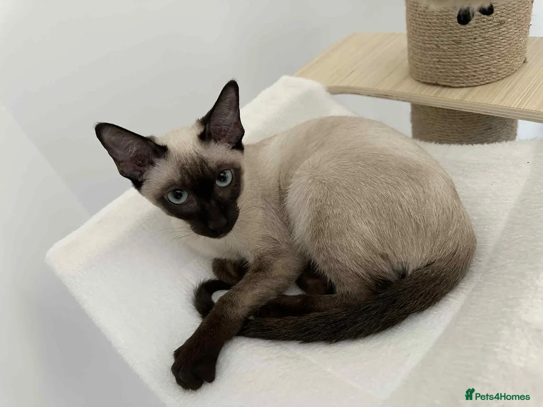 Siamese cats for sale: Neutered Siamese Looking for A Loving Home - Advert 4