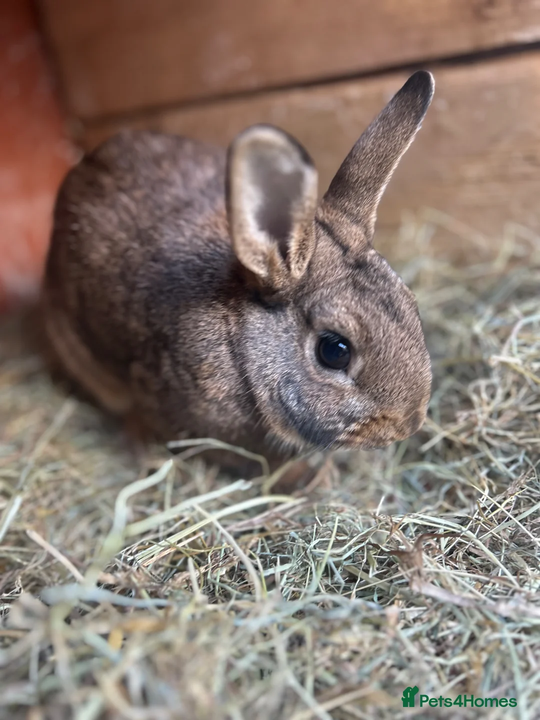 Mixed Breed rabbits for sale: Female Rabbits x2 in Ormskirk - Advert 2