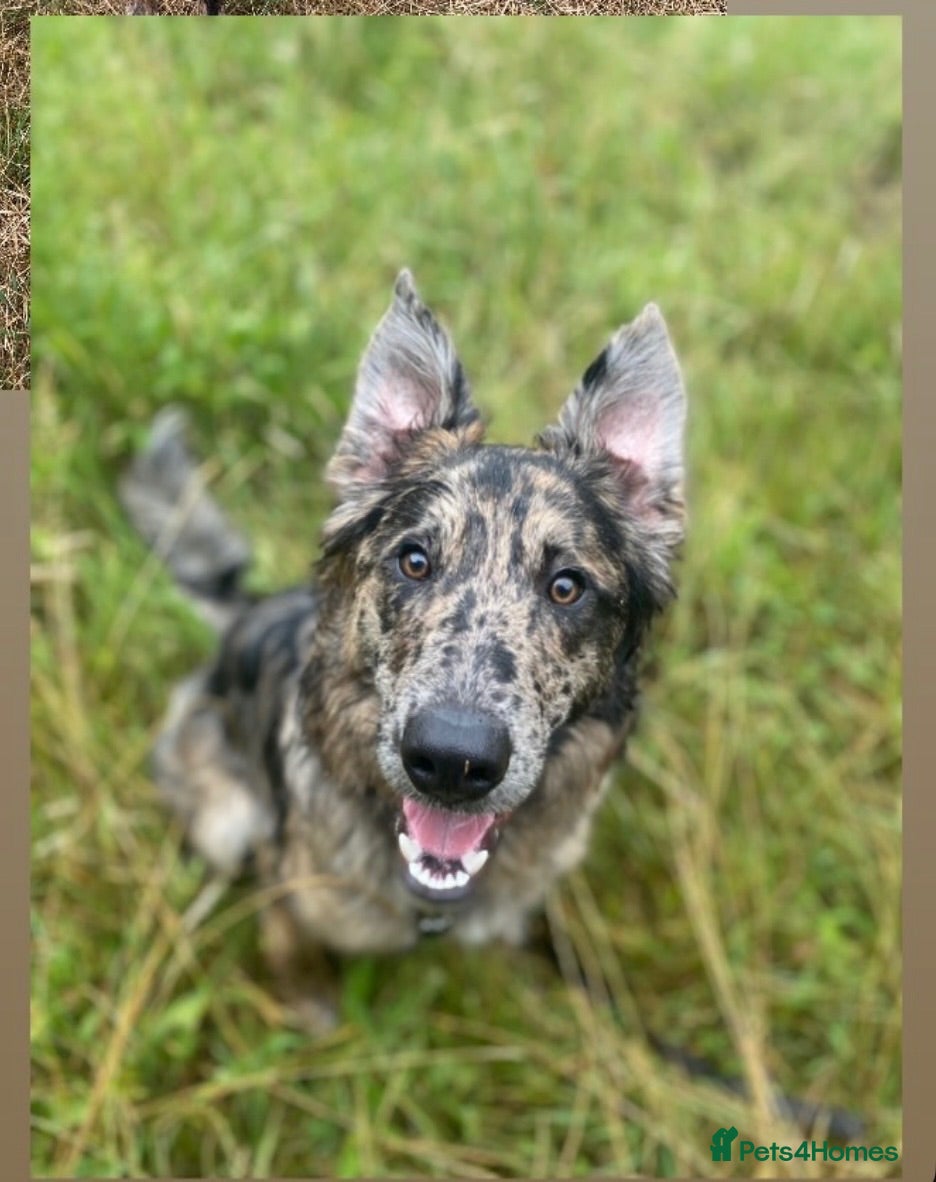 Border Collie dogs 🤩HANK🤩 - Advert 1