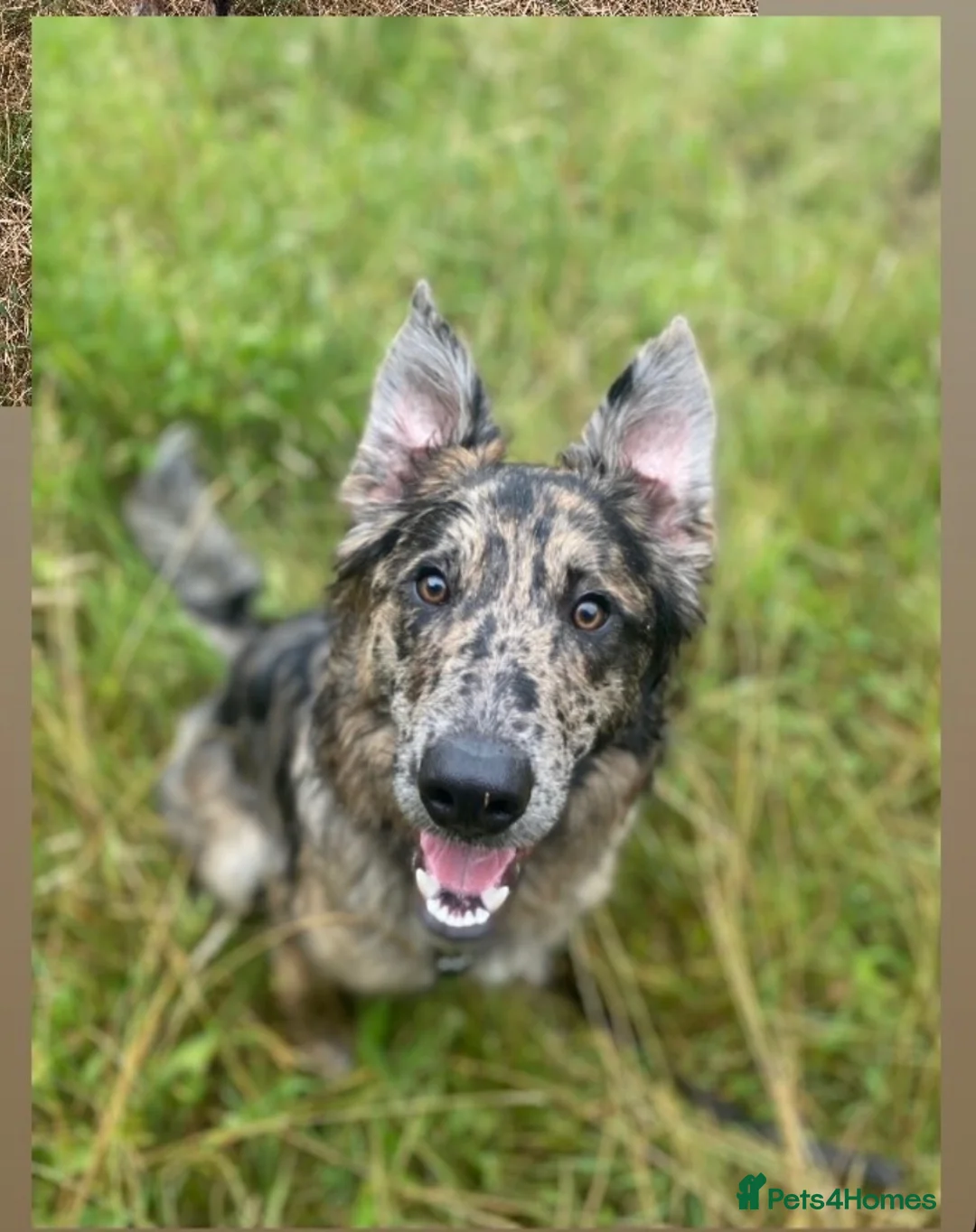 Border Collie dogs for stud: 🤩HANK🤩 - Advert 1