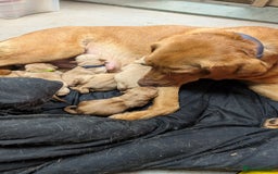 Labrador Retriever dogs for sale: KC Registered Working Labradors - Image 13