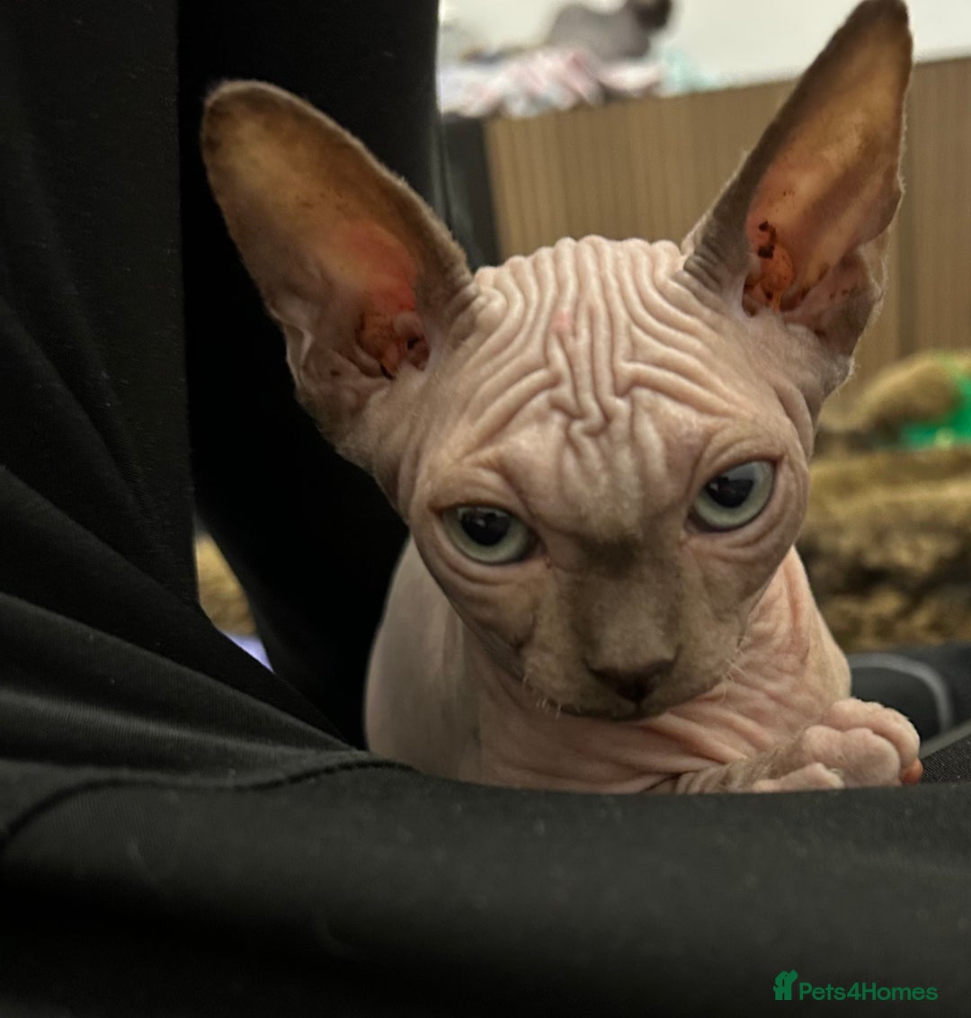 Sphynx cats for sale: Sphynx kittens  - Advert 3