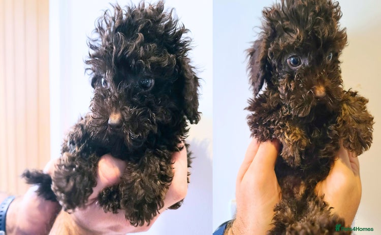 Cavapoo dogs - Advert 2
