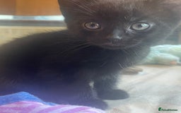 Mixed Breed cats for sale: 5 playful short haired black kittens - Image 3